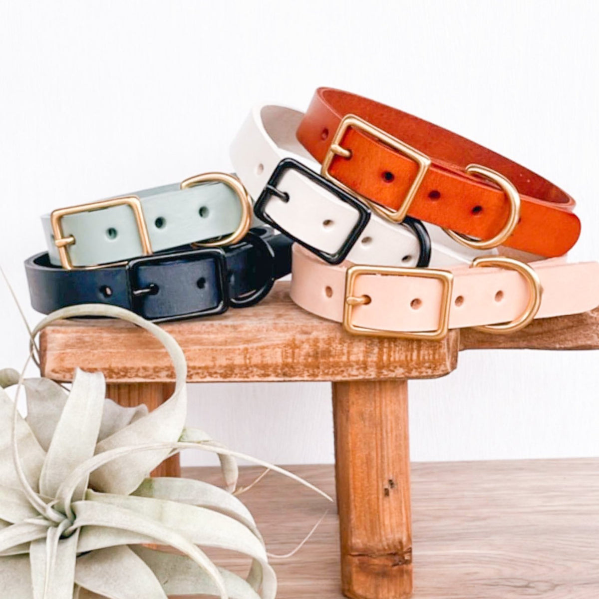 collars with bow ties