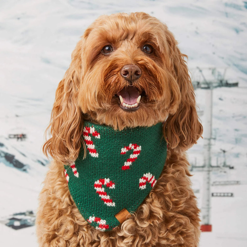 Candy Canes Knit Dog Bandana - Bark and Willow