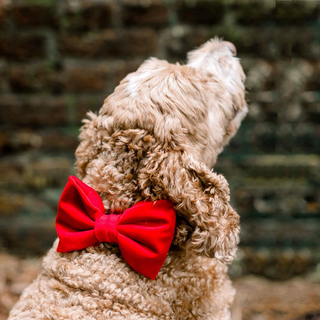 Cranberry Velvet Dog Bow Tie - Bark and Willow