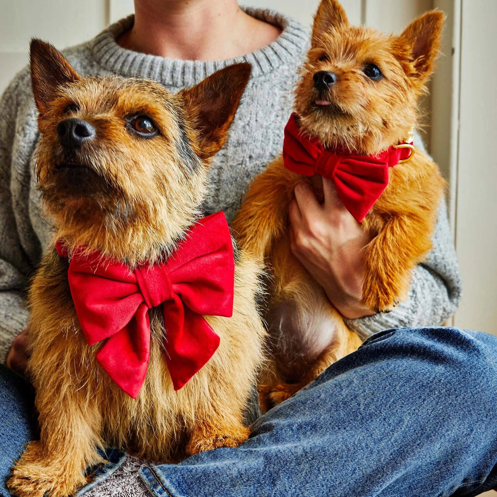 Cranberry Velvet Dog Bow Tie - Bark and Willow