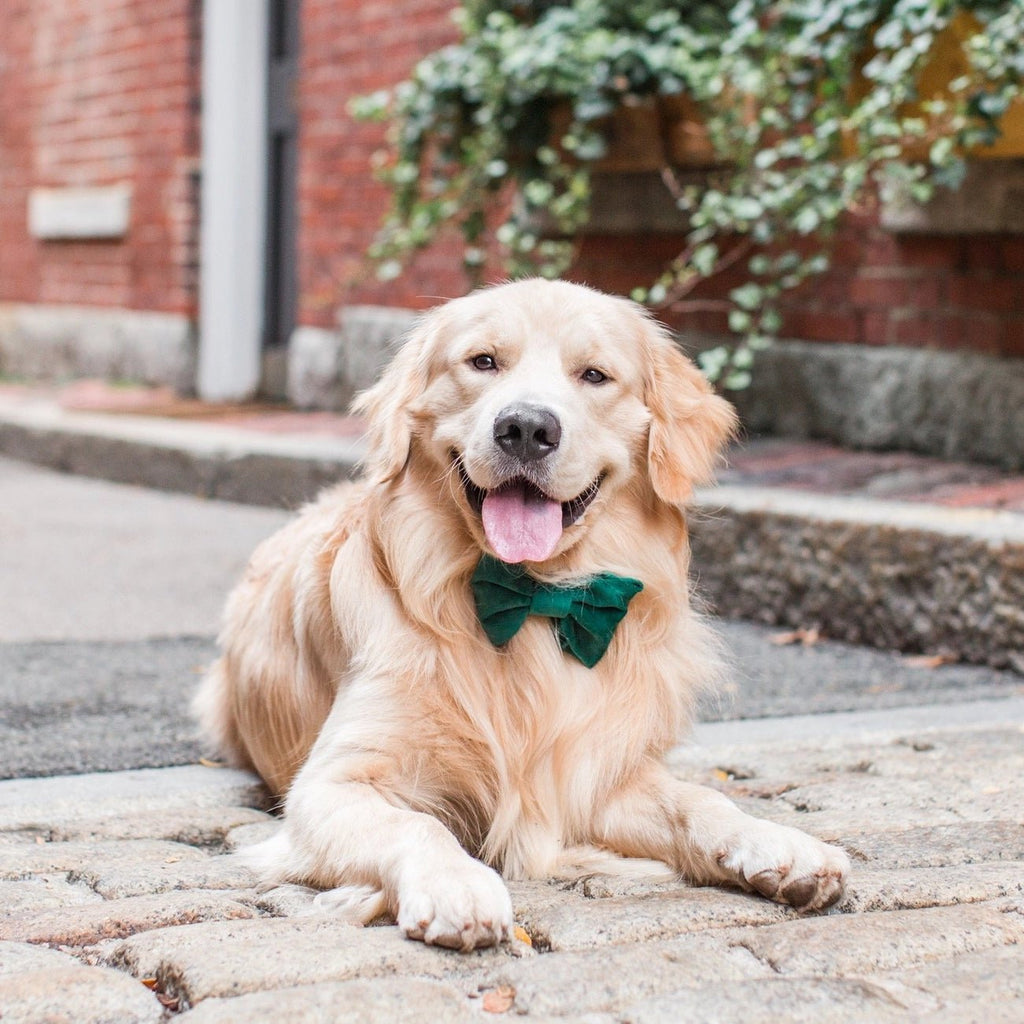 Forest Green Velvet Holiday Dog Bow Tie - Bark and Willow