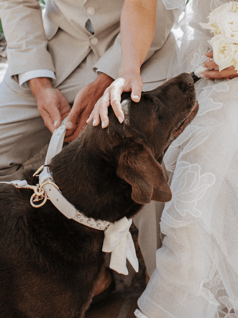 Paws & Pearls Dog Leash - Bark and Willow