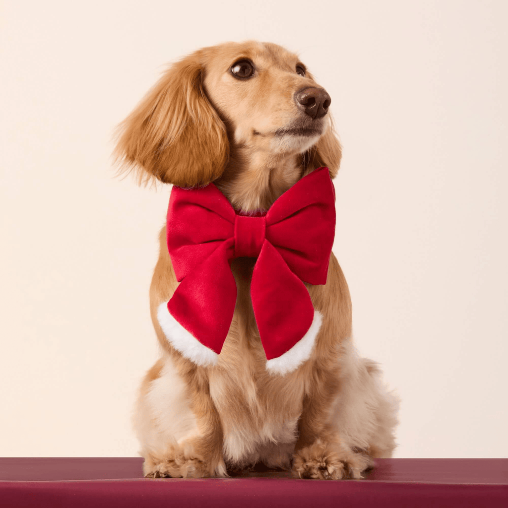 Santa Paws Lady Dog Bow - Bark and Willow