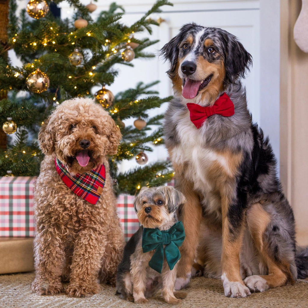 Tartan Plaid Flannel Holiday Dog Bandana - Bark and Willow