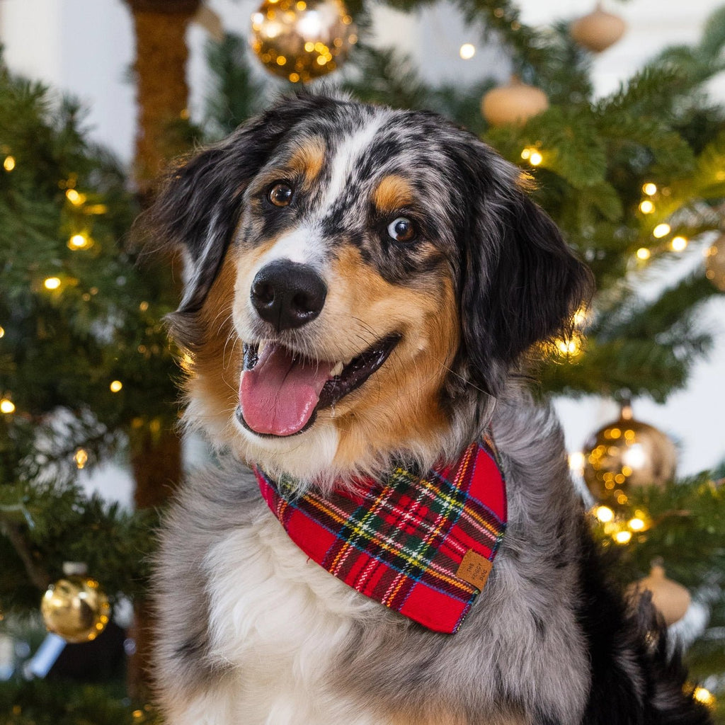 Tartan Plaid Flannel Holiday Dog Bandana - Bark and Willow